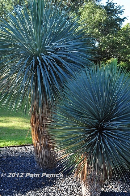 Blue Yucca Rostrata Old Man Beaked Yucca Exotic 5 Seeds Rare Evergreen , Hardy