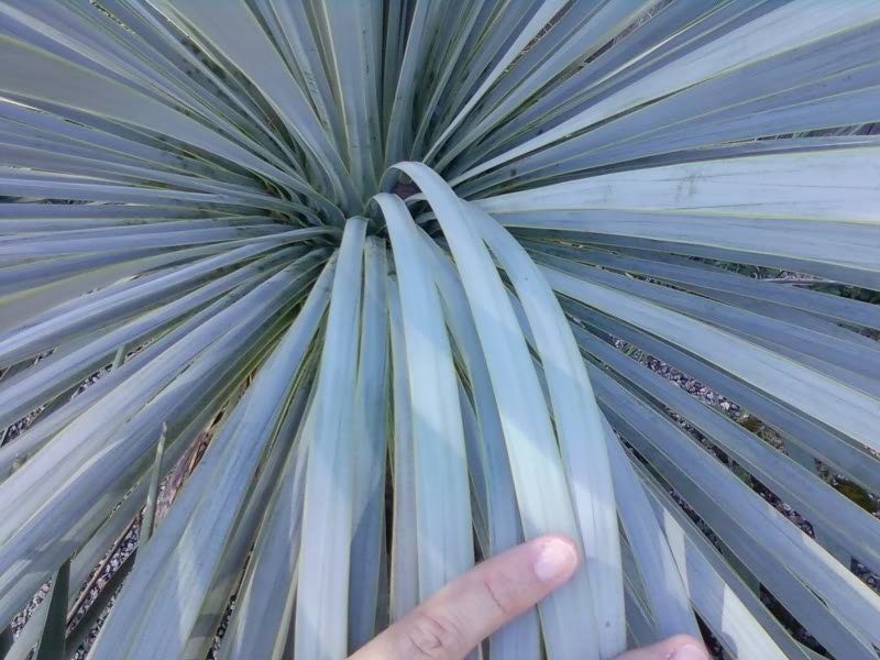 Blue Yucca Rostrata Old Man Beaked Yucca Exotic 5 Seeds Rare Evergreen , Hardy