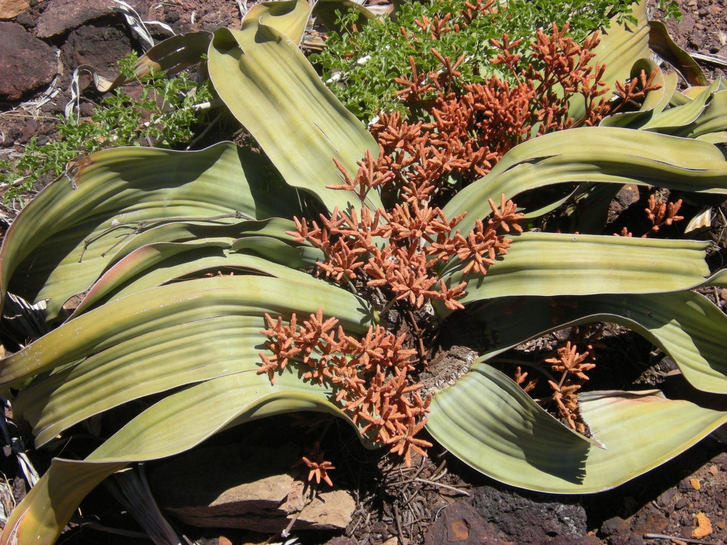 Welwitschia Mirabilis Welwitschia Namibia Can Grow 2000 years old * 3 Rare seeds