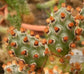 Tephrocactus Molinensis * Opuntia Molinensis * Fresh Cactus 5 Seeds * Very Rare