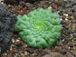 Aeonium Tabuliforme * Canary Islands Amazing Flat Succulent * Rare * 10 seeds *