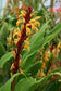Cautleya Spicata * Himalayan Beautiful Exotic Hardy Ginger * Rare * 5 Fresh Seeds *