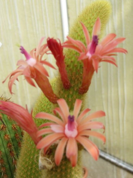 Hildewintera Aureispina * Cleistocactus Winteri * Monkey Tail Cactus * 50 Seeds