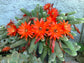 Lobivia Chamaecereus Sylvestris * Peanuts Cactus * RARE * Easy Cactus To Grow * 10 Seeds
