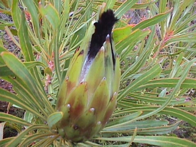 Protea Longifolia * Stunning Long-leaf Black Sugarbush * Very Rare * 3 Seeds * Limited