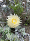 Syncarpha Speciosissima - Cape Cream Everlasting - Amazing Flowers - Rare - 5 Seeds