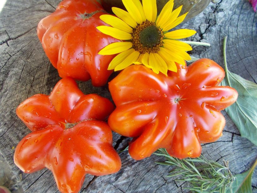 Solanum lycopersicum - Rare - Star Shape Tomato - 10 Seeds - Fresh See –  IDSeeds Farm