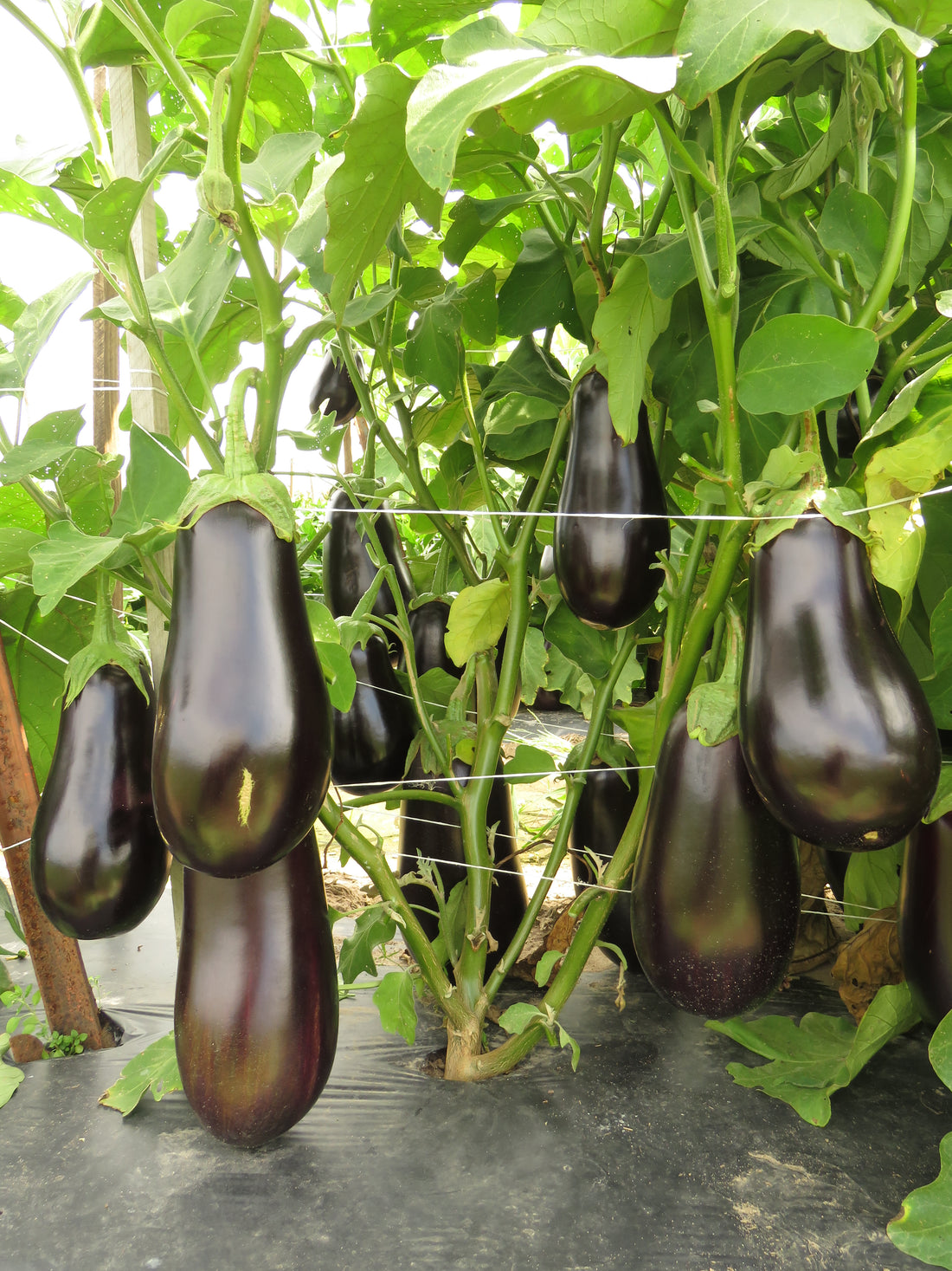 How to grow eggplant from seeds