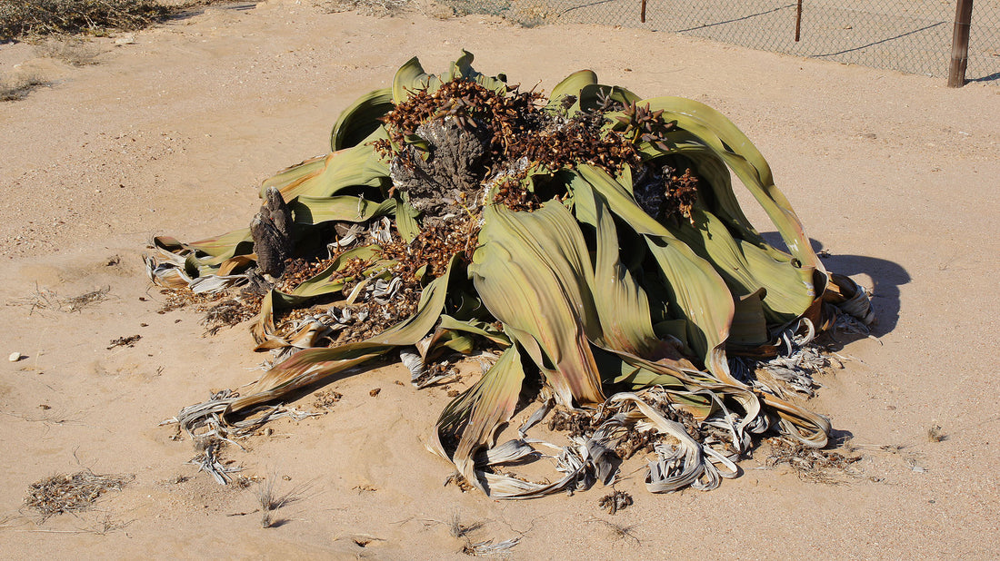 About Welwitschia Mirabilis