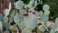 Opuntia Robusta - 20 Seeds - Silver Dollar Prickly Pear Cactus