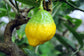 Citrus Medica * Etrog Citron * Israeli Fruit * Acidic Lemon Taste * Rare 5 Seeds *