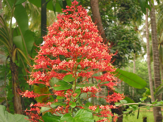 Clerodendrum Paniculatum - Pagoda Flower