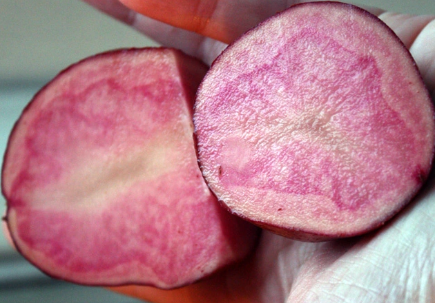 Mountain Rose Potato - 10 Seeds - TPS True Potato Seeds - Rare