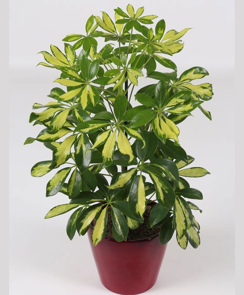 Schefflera Arboricola * Ombrello nano * Bonsai Tree * Raro * 10 semi *
