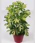 Schefflera Arboricola * Ombrello nano * Bonsai Tree * Raro * 10 semi *