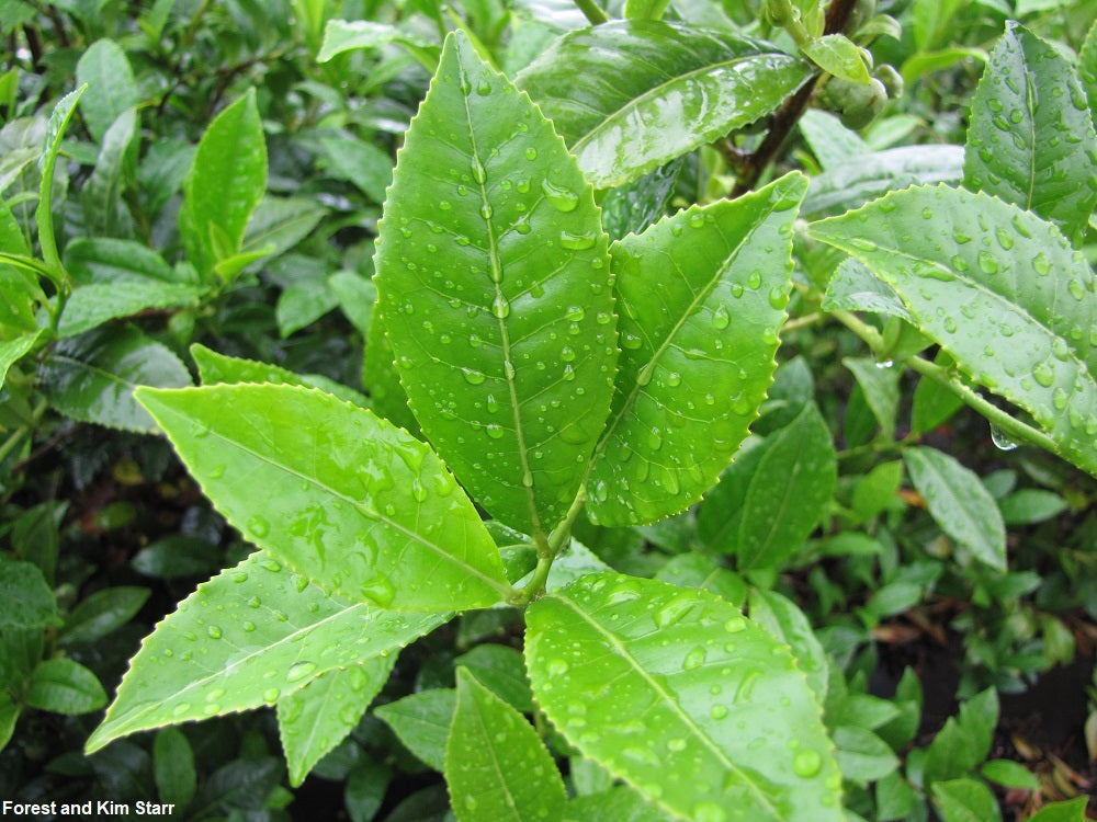 Camellia Sinensis - Tea Plant - 5 Seeds - Organic - Fresh Harvest