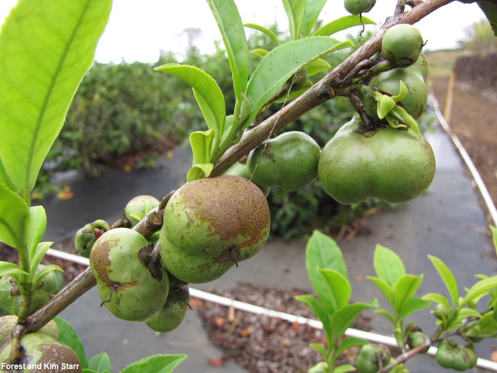 Camellia Sinensis - Tea Plant - 5 Seeds - Organic - Fresh Harvest