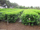 Camellia Sinensis - Tea Plant - 5 Seeds - Organic - Fresh Harvest