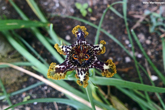 Green Ferraria Crispa * 1 bulb * Starfish Lily Black Flag* Rare Flowering Plant