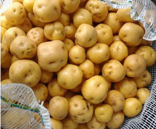 Amarilla Tumbay Potato - 10 Seeds - TPS True Potato Seeds - Rare