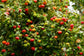 Eugenia Uniflora * Pitanga * Surinam Cherry * Sweet Tropical Flavor * Rare 5 Seeds *