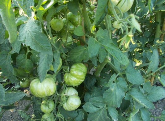 Green Zebra Chefs Tomato Fast Growing 10 Seeds