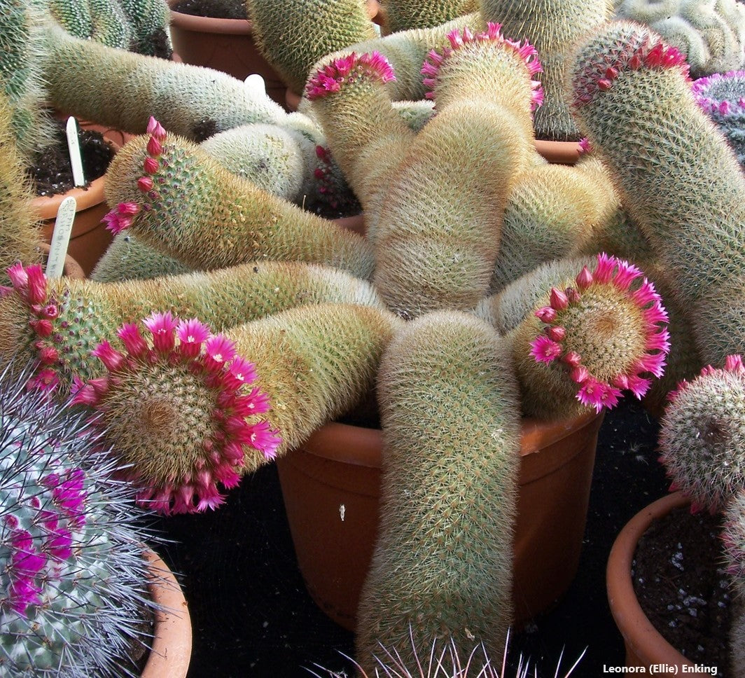 Mammillaria Matudae -  The Thumb Cactus - 10 Seeds - Cacti - Rare