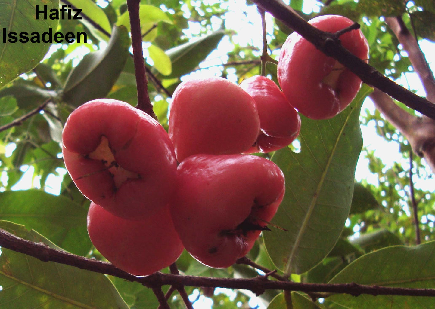 Syzygium Samarangense - 2 Seeds - Wax Apple Fruit - Extremely Rare