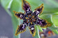 グリーンフェラーリアクリスパ* 5シード*ヒトデリリーブラックフラッグ*珍しい顕花植物