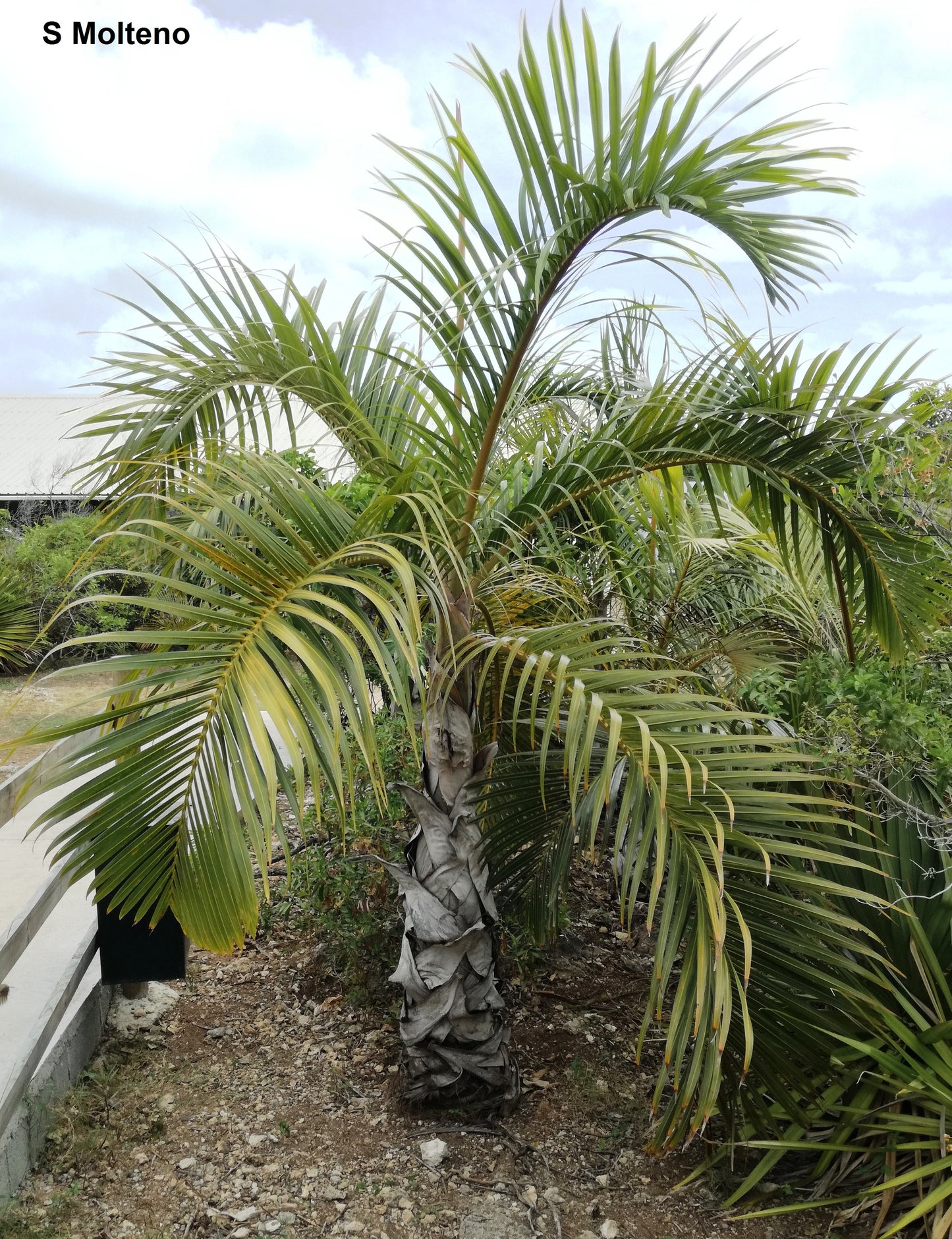 Hyophorbe Verschaffeltii - Spindle Palm - Rare - 10 Seeds