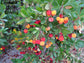Arbutus Unedo - 15 Seeds - Strawberry Tree Fruit - Edible