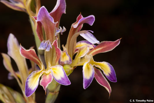 Gladiolus Orchidiflorus Bulb