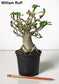 Adenium Multiflorum - 4 Seeds - Impala Lily - Rare Succulent - Limited