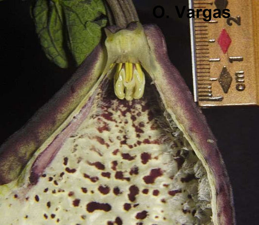 Aristolochia Gorgona - 3 Seeds - Pipevine - Very Rare Plant