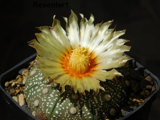 Astrophytum Asterias - Sand Dollar Cactus - Exotic - 10 Seeds