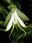 Bonatea Speciosa  - 10 Seeds - Green Wood Orchid - Rare