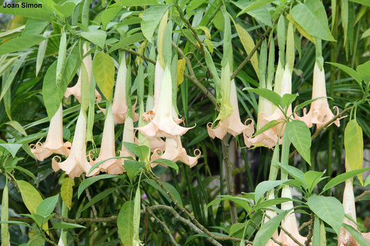 Brugmansia Arborea - 10 Seeds - White Angel's Trumpet - Rare