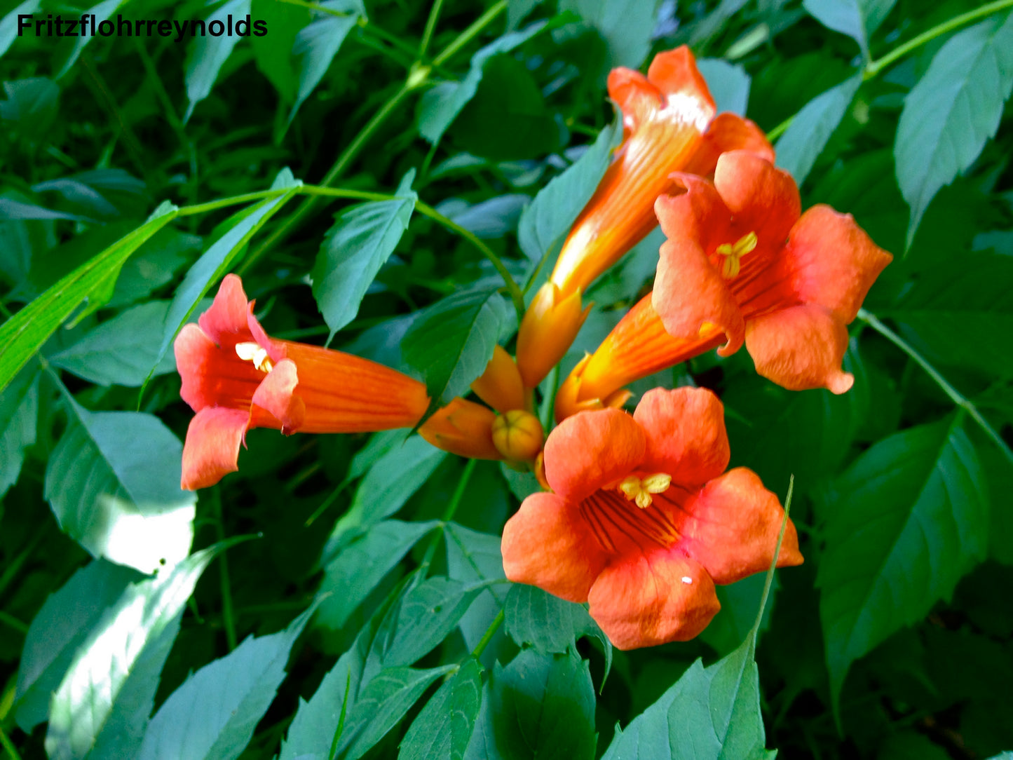 Campsis Radicans - Trumpet Vine - 20 Seeds - Hummingbird Flower