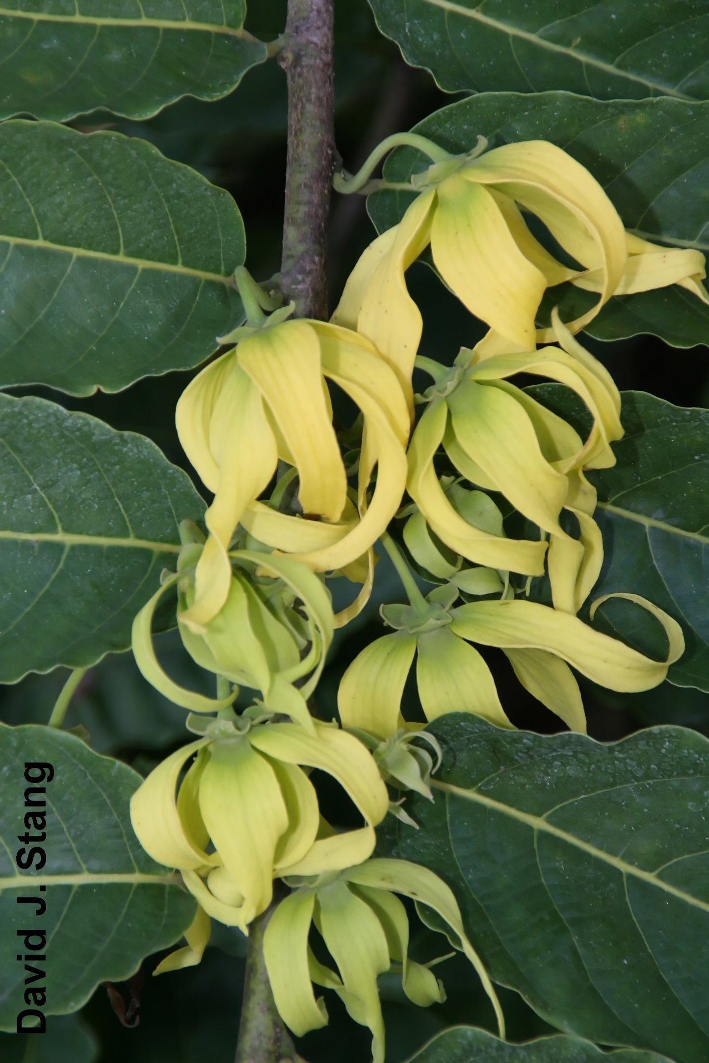 Cananga Odorata - Ylang Ylang - 10 Seeds - Perfume Tree