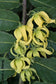 Cananga Odorata - Ylang Ylang - 10 Seeds - Perfume Tree