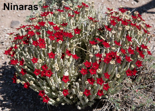 Caralluma Socotrana - Monolluma Socotrana - 2 Seeds - Ultra Rare Succulent