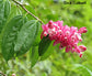 Cavendishia Bracteata - 10 Seeds - Mountain Grape - Edible - Rare