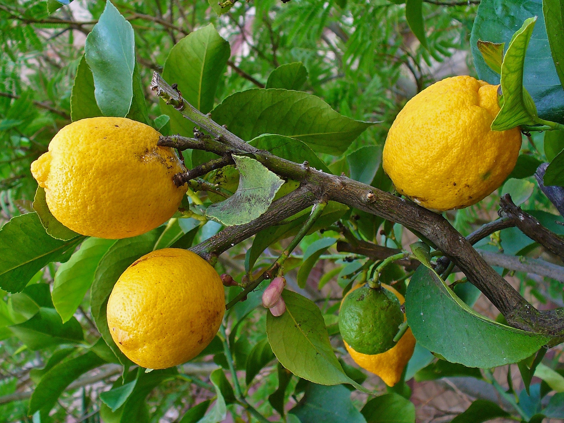 Citrus Medica * Etrog Citron * Israeli Fruit * Acidic Lemon Taste * Ra –  IDSeeds Farm