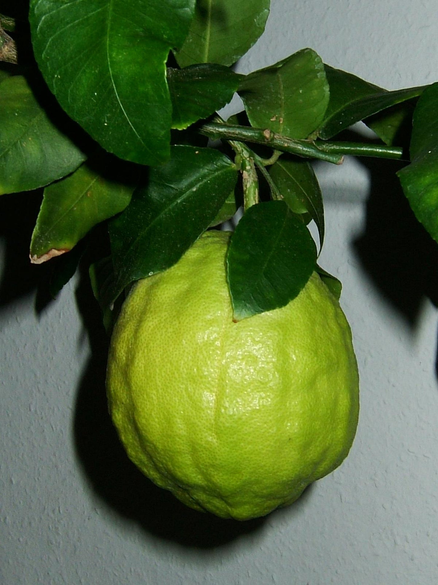 Citrus Medica * Etrog Citron * Israeli Fruit * Acidic Lemon Taste * Rare 5 Seeds *