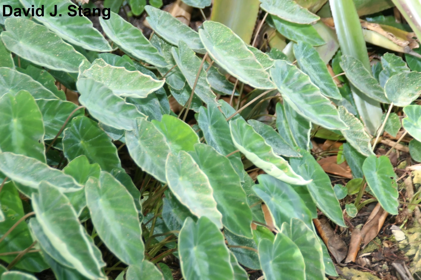 Colocasia Fallax - 5 Seeds - Silver Leaf Elephant Ear - Exotic - Very Rare