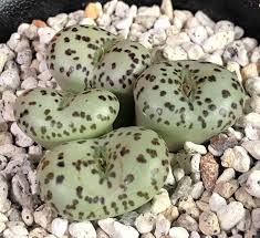 Conophytum Mundum - 10 Seeds - Very Rare Succulent