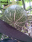 Cucurbita Ficifolia - Fig-Leafed Gourd - Asian Pumpkin - 10 Seeds