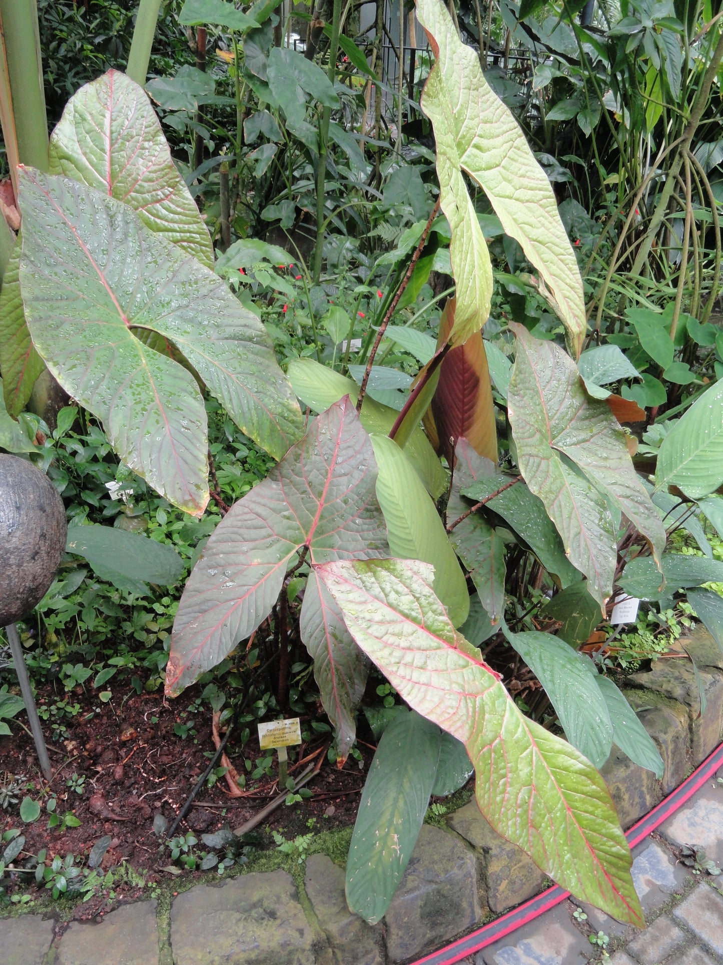 Cyrtosperma Johnstonii - 2 Seeds - Ultra Rare - Tropical Plant