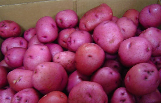 Kerr's Pink Potato - 10 Seeds - TPS True Potato Seeds - Rare