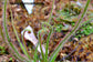 Drosera Spiralis - 5 Seeds - Carnivorous - Very Rare - Limited